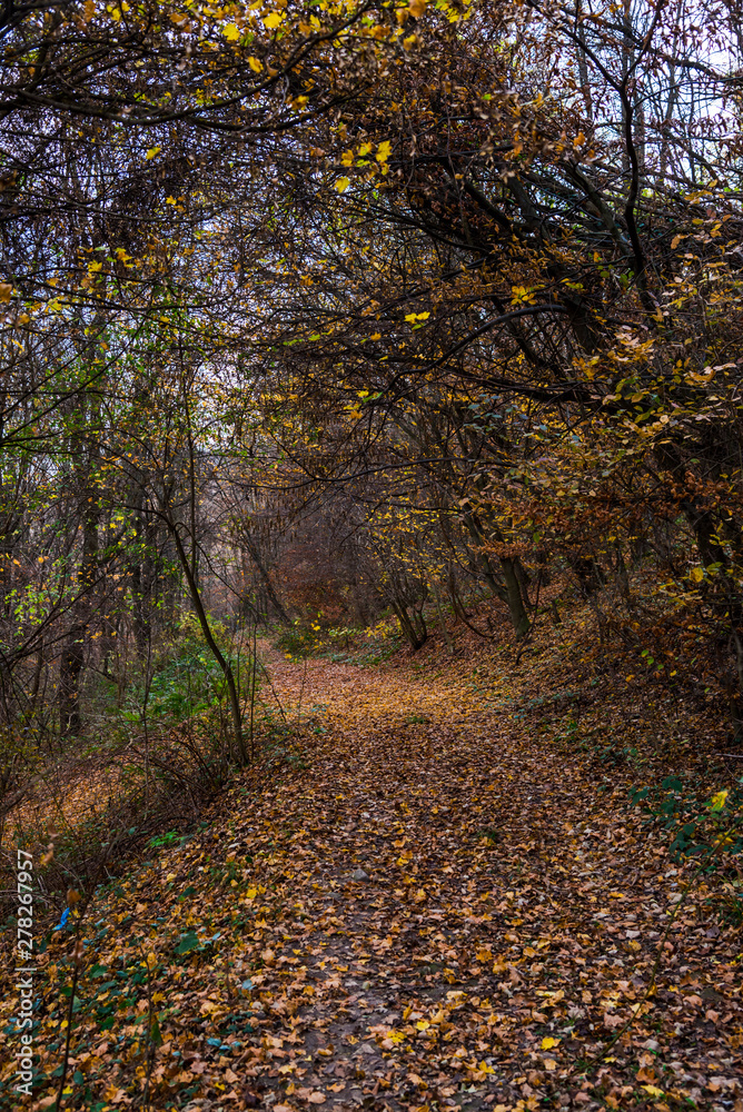 Obraz premium Autumn landscape