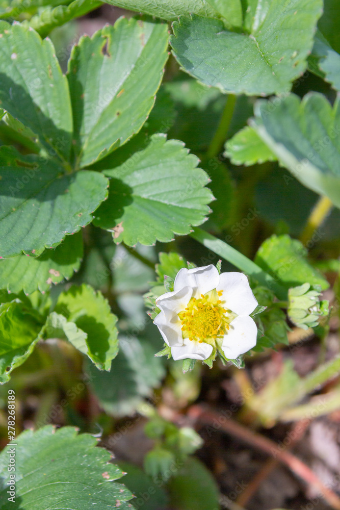 Strawberries bloom in the garden in early summer Strawberries bloom in the garden in early summer