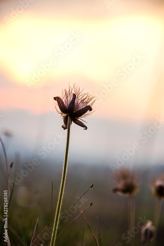 End of pulsatilla flowers