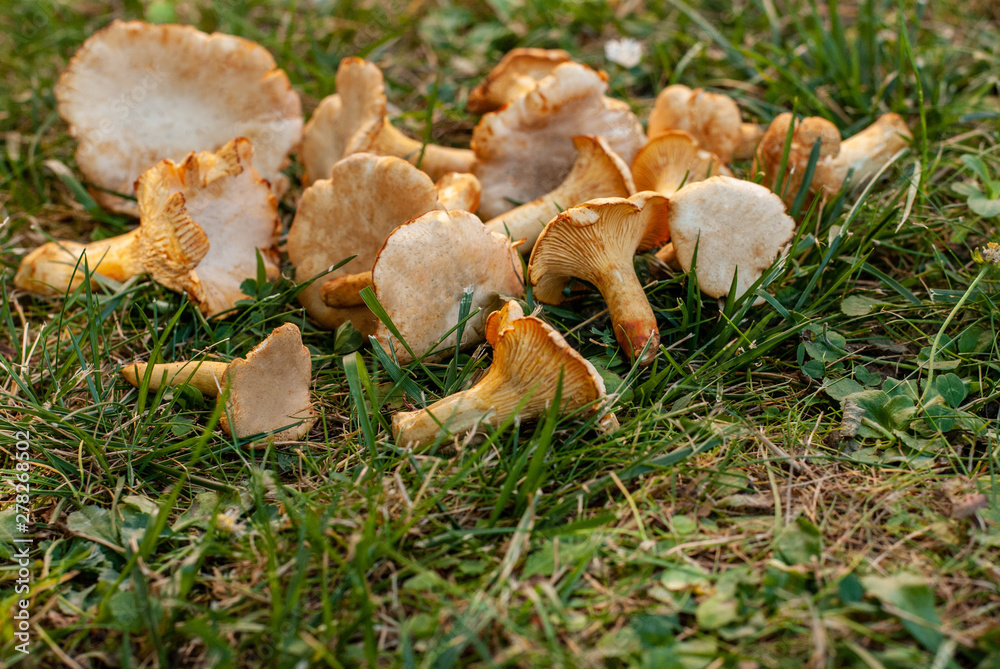 Chanterelle yellow forest mushrooms collected in the summer lie on a natural background of green grass.