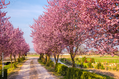 Wild cherry flowers  © Ivanica