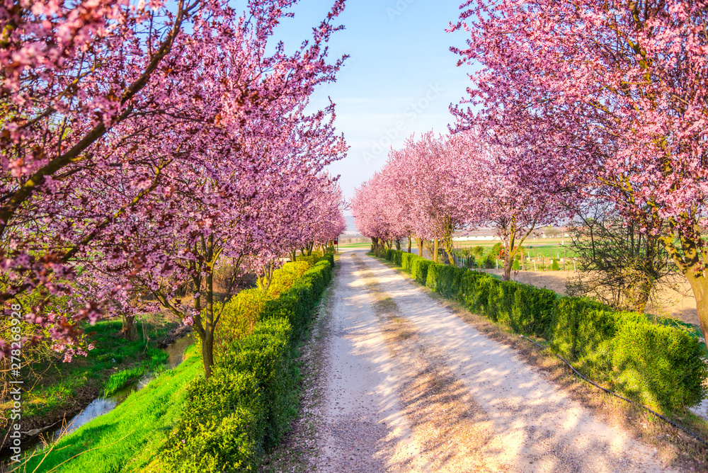 Wild cherry flowers 