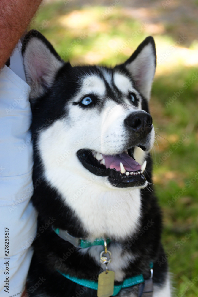 Portrait of a Husky with Blue Eyes 