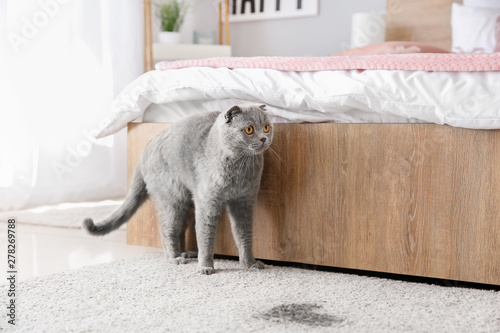 Valokuva Cute cat near wet spot on carpet