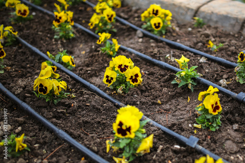 yellow pansy on flowerbed in park, drip irrigation photo