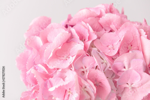 Beautiful pink hydrangea flowers, closeup © Pixel-Shot