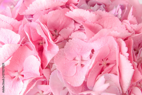 Fototapeta Naklejka Na Ścianę i Meble -  Beautiful pink hydrangea flowers, closeup