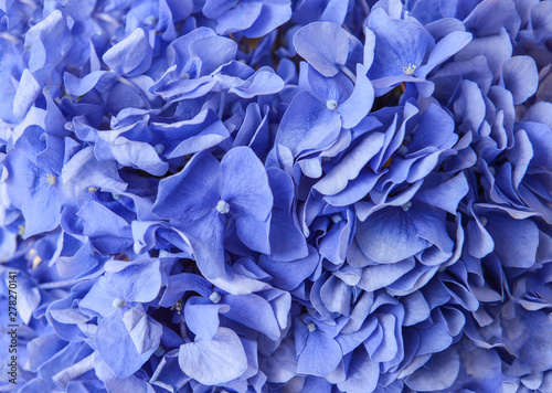 Beautiful blue hydrangea flowers, closeup