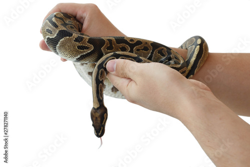 The image of the royal or ball python on the hand of man