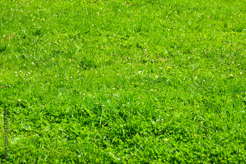 Green grass background. Texture with flowers