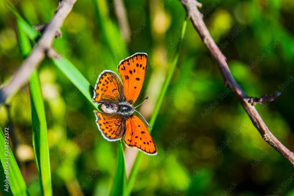 Obraz premium butterfly on flower