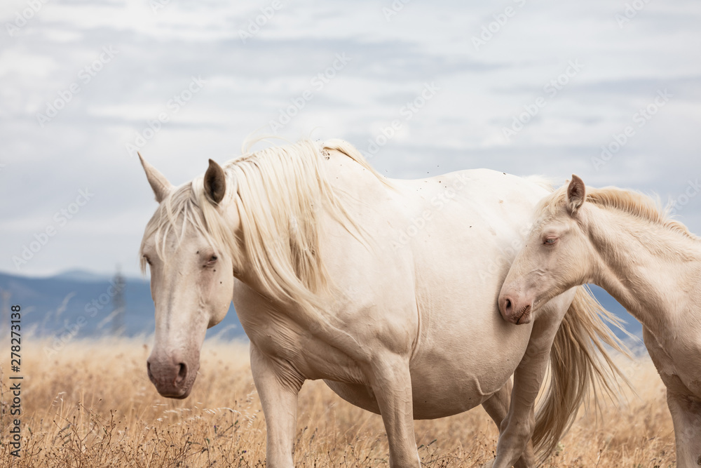 Obraz premium family of white horses eating in the grass in the middle of nature