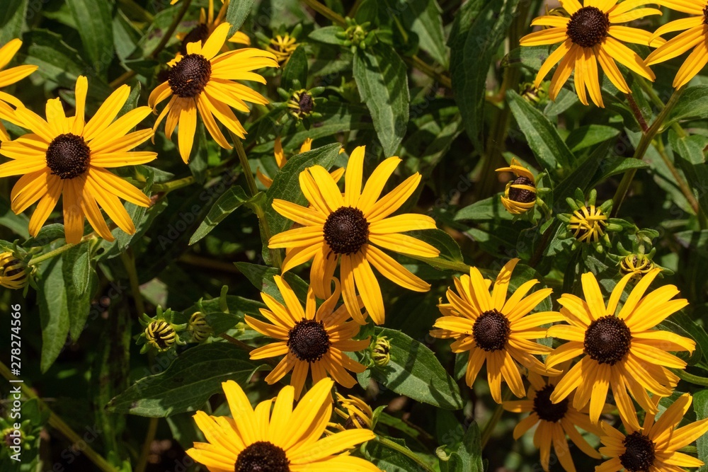 Obraz premium field of sunflowers