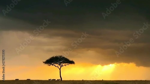 African grassland scenery