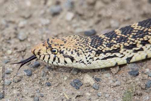 bullsnake