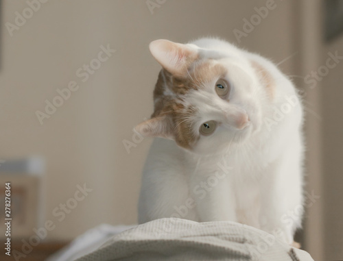 Adorable white cat with brown spots climbed on a couch