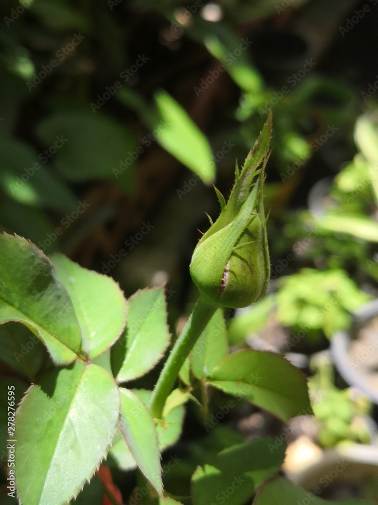 Roses are buds on the tree and waiting to bloom beautifully. Roses are buds on the tree and waiting to bloom beautifully.