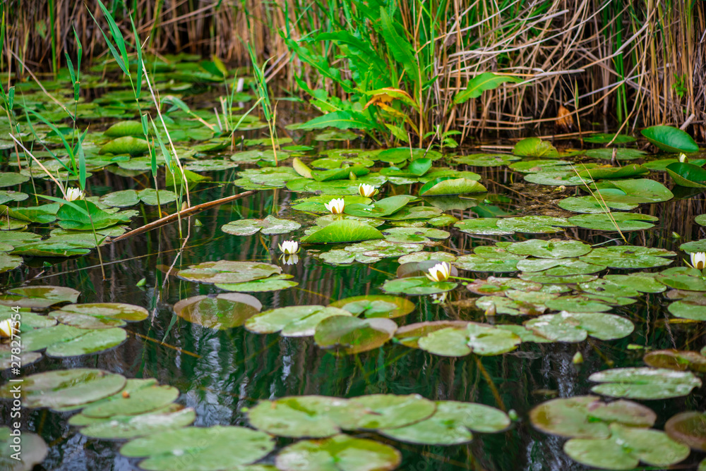 Landscape in Danube Delta Landscape in Danube Delta