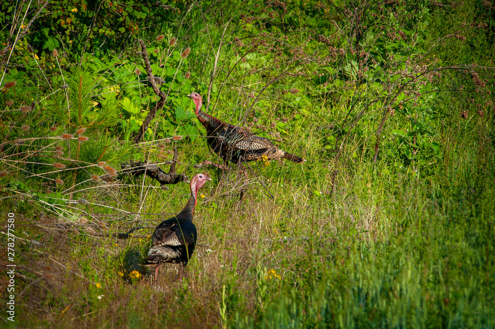 Fototapeta premium Wild Turkeys In a Field In Eastern Washington State. Two wild turkeys foraging for food in a brushy area of Steptoe Butte State Park in the palouse area of the pacific northwest.