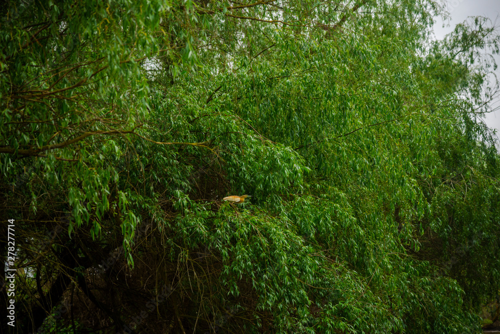 Danube delta landscape Danube delta landscape