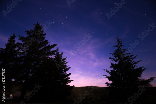 trees under a stary sky