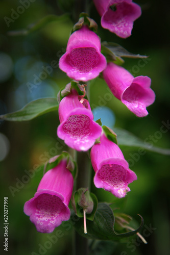foxgloves