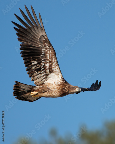 A juvenile Bald Eagle in flight with wings spread up against vibrant blue sky background.