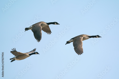 Canada Goose birds in flight with wings flapping in front of bright blue sky.