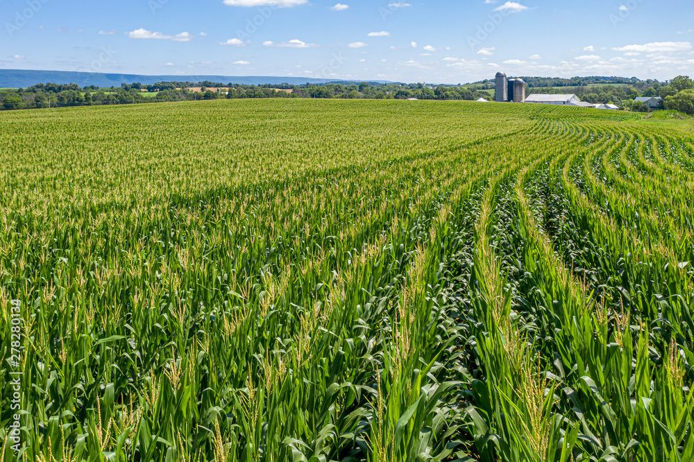 Field of Corn in Pennsylvania Farmland with Barn and Silos