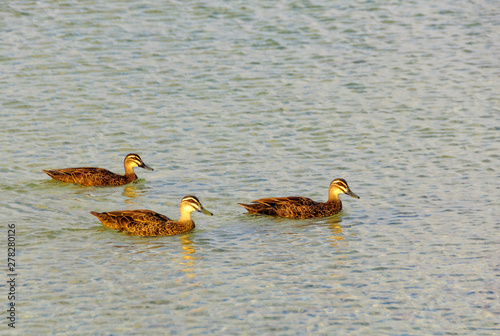 Grey teals are dabbling ducks found in open wetlands of Australia and New Zealand - Busselton, WA, Australia photo