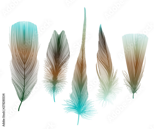 Set colored feathers. Vector illustration.