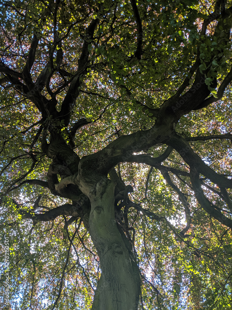 Naklejka premium Tree upward view