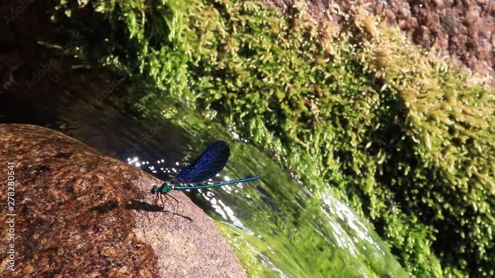Blue dragonfly on a stone, next to a waterfall. Sierra de Gredos, Spain Blue dragonfly on a stone, next to a waterfall. Sierra de Gredos, Spain