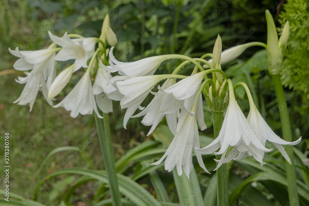 Obraz premium 雨の雫が付いている白いアフリカハマユウ 沢山の花