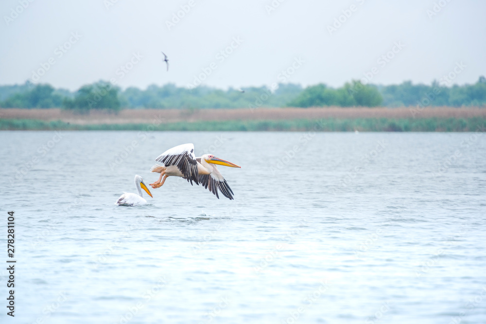 Obraz premium Pelicans in Danube Delta