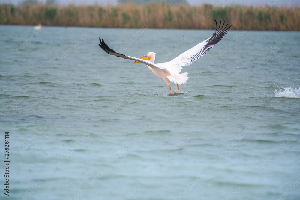 Pelicans in Danube Delta Pelicans in Danube Delta