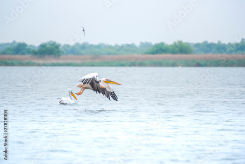 Pelicans in Danube Delta