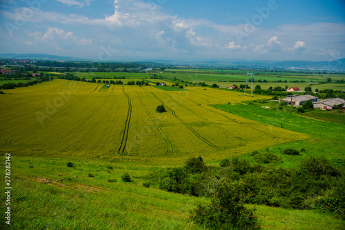 Traces in wheat field