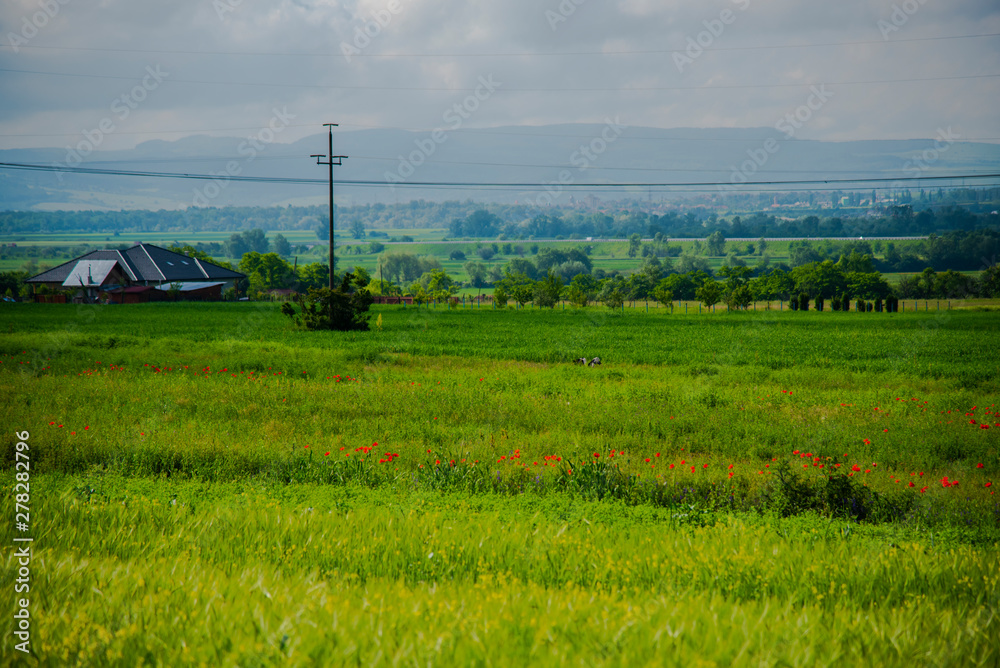 Spring green field