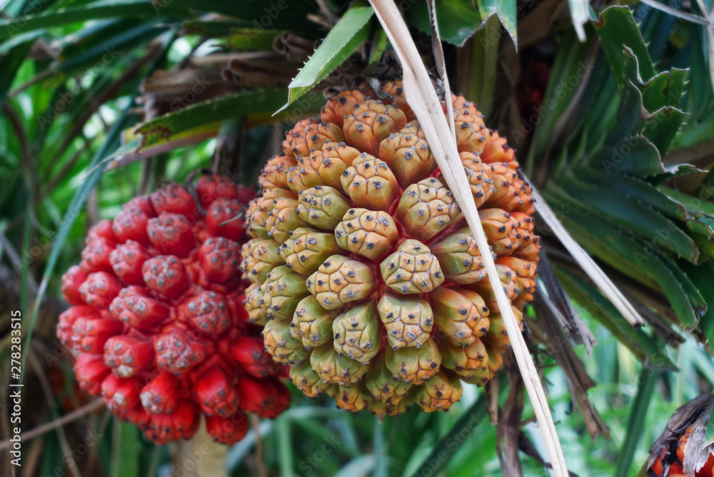 Exotic tropical fruit Pandanus tectorius, Hala fruit Exotic tropical fruit Pandanus tectorius, Hala fruit
