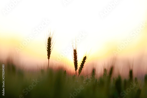 The mature wheat