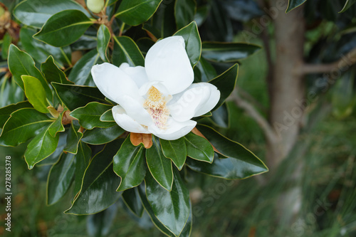 Magnolia flower on a tree on a summer day in a city texas park.