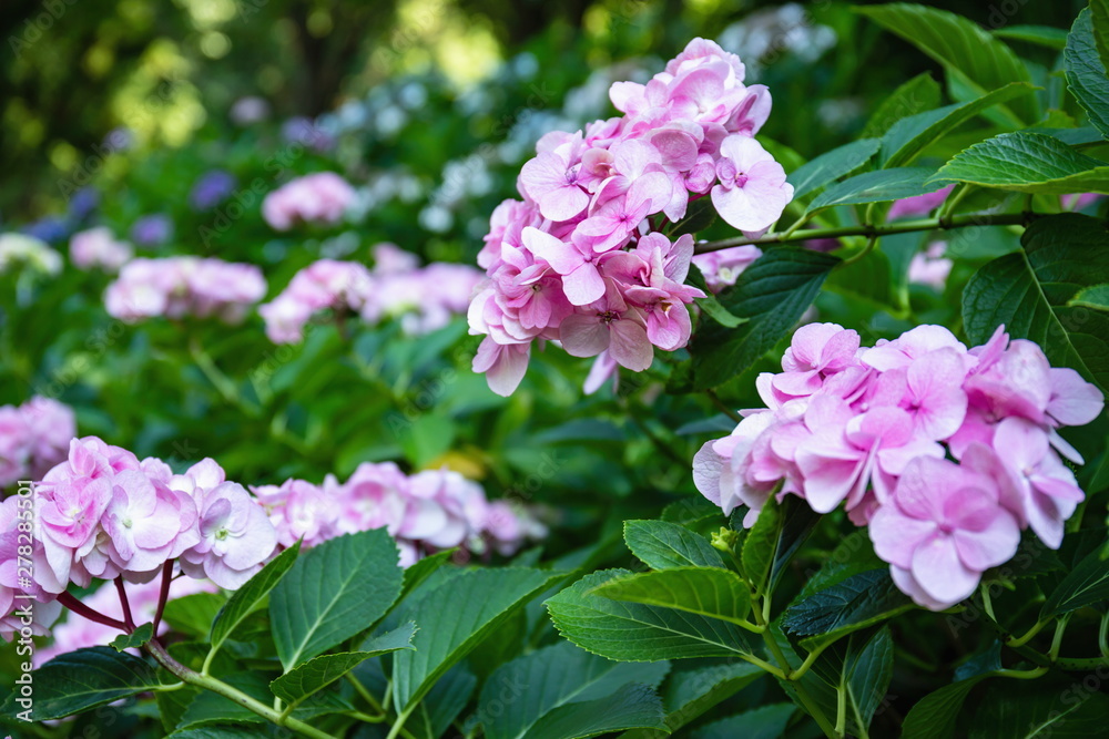 Pink hydrangea flowers in the garden Pink hydrangea flowers in the garden