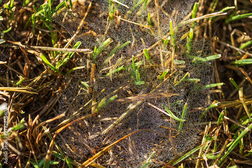 Web in morning dew