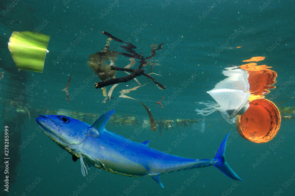 Tuna Fish and plastic pollution in sea. Microplastics contaminate