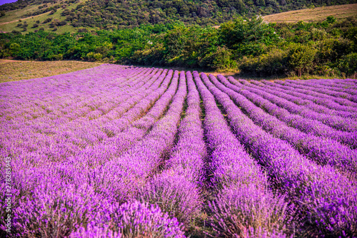 lavander field