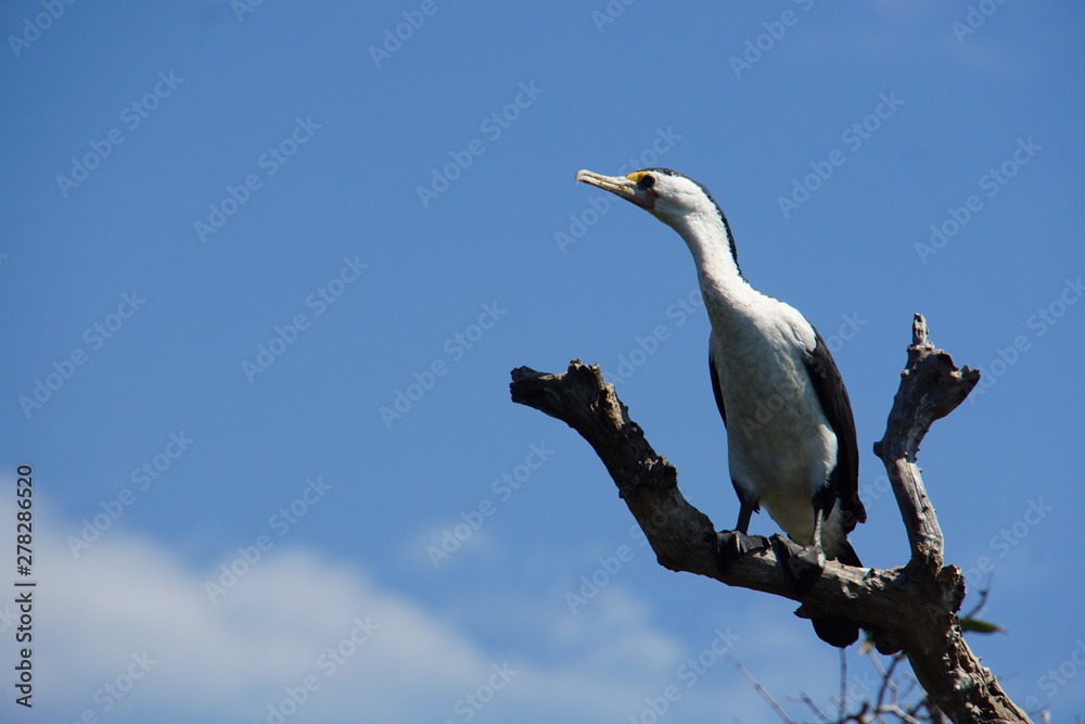 White-Breasted Cormorant perched on a Dead Tree Branch White-Breasted Cormorant perched on a Dead Tree Branch