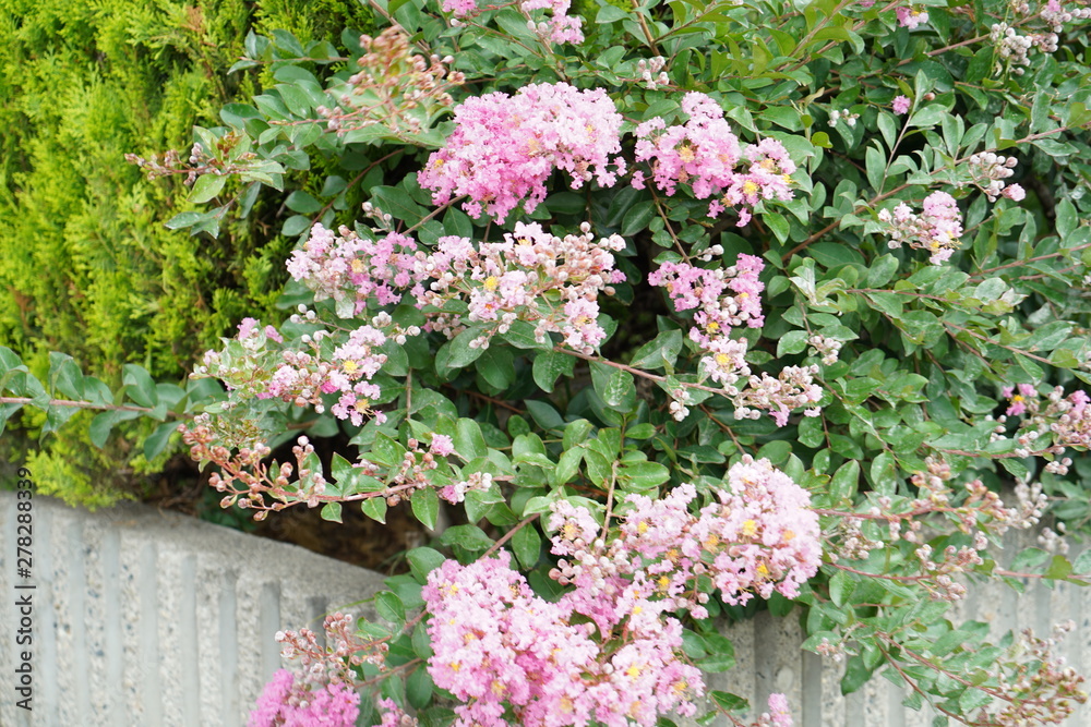 Fototapeta premium flower