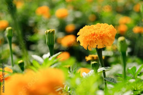 Close up of beautiful Marigold flower (Tagetes erecta, Mexican, Aztec or African marigold) With natural light
