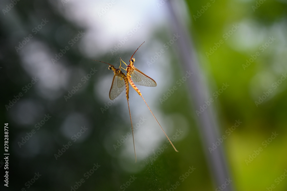 Adult mayfly insect on glass with reflection Adult mayfly insect on glass with reflection